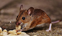 24 Hour & Emergency Exterminators in Yakima, WA